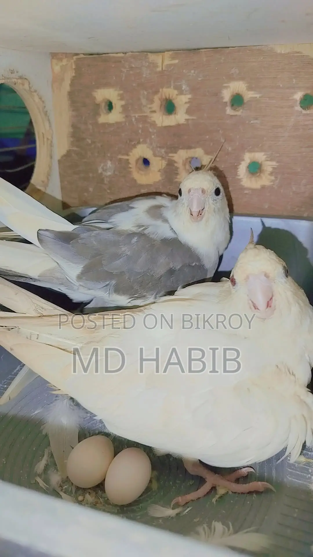 Three pairs of perfectly healthy birds: two Lovebirds and one pair of Cockatiels
