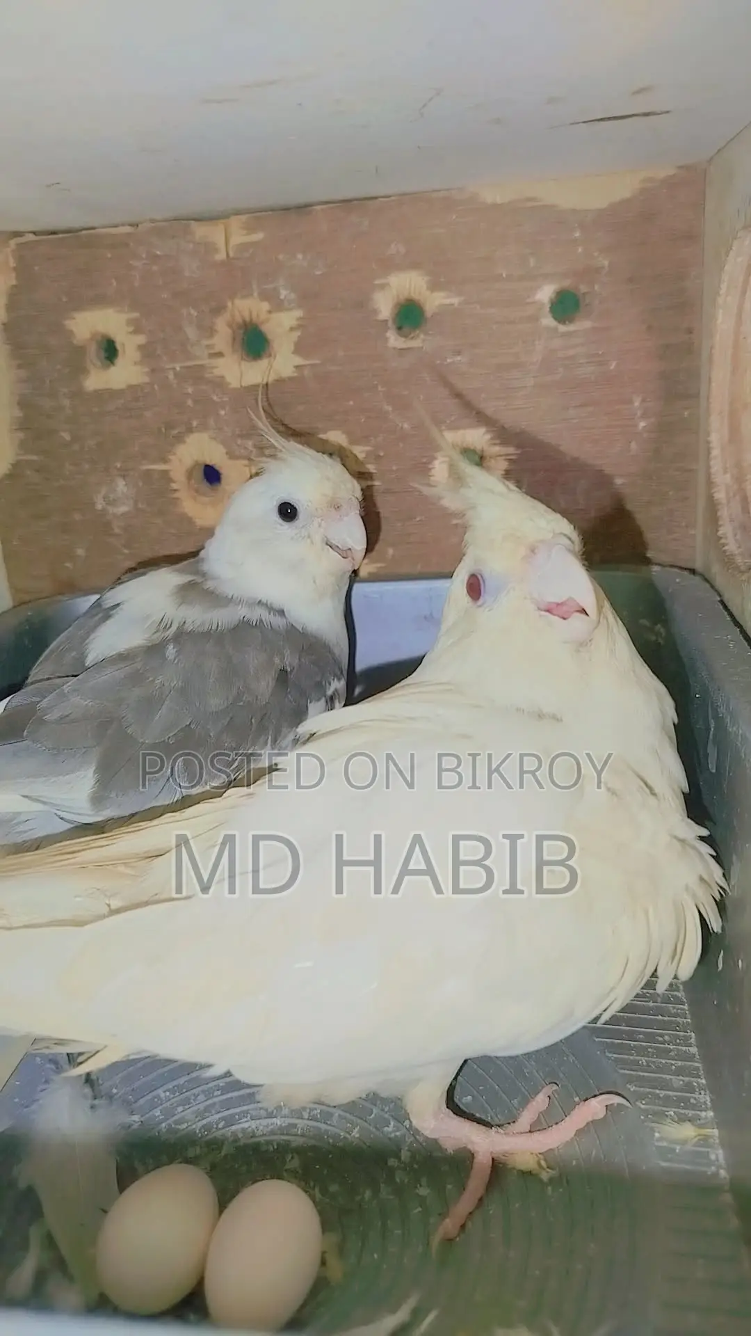 Three pairs of perfectly healthy birds: two Lovebirds and one pair of Cockatiels