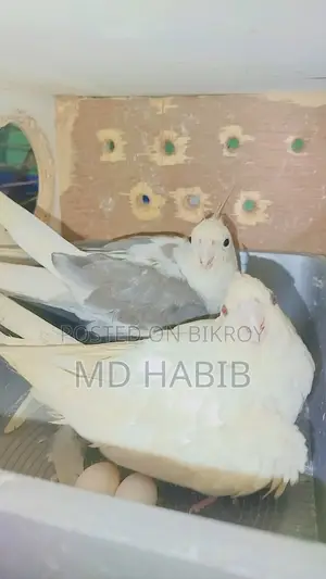 Three pairs of perfectly healthy birds: two Lovebirds and one pair of Cockatiels