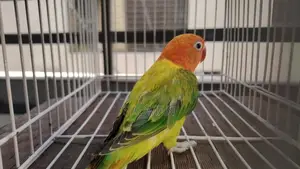 Love Bird, Green Euwing Opaline Split Blue Male Lovebird