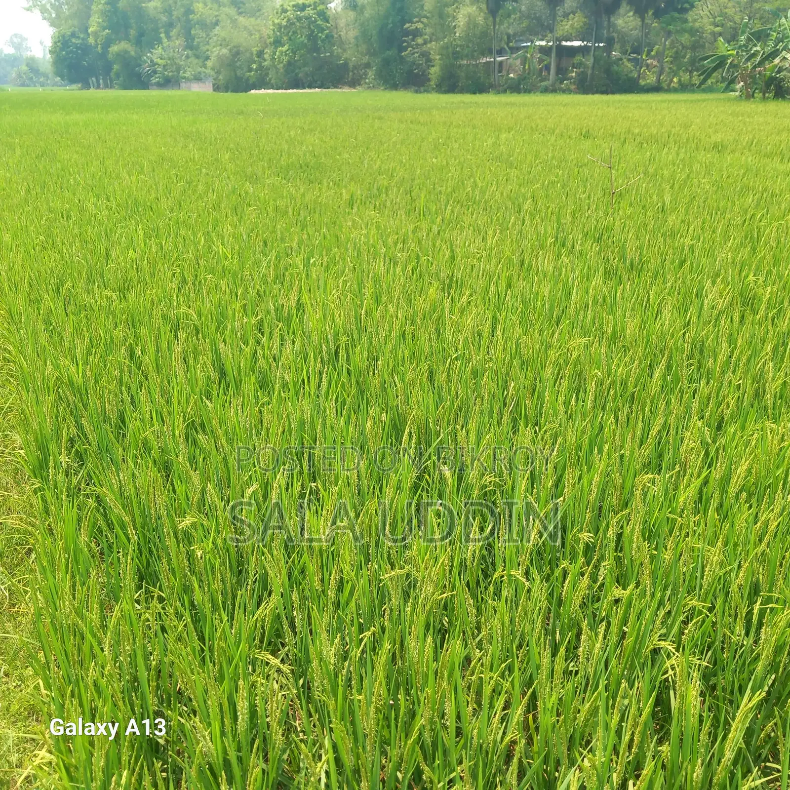 Land for Sale in Salna, Gazipur