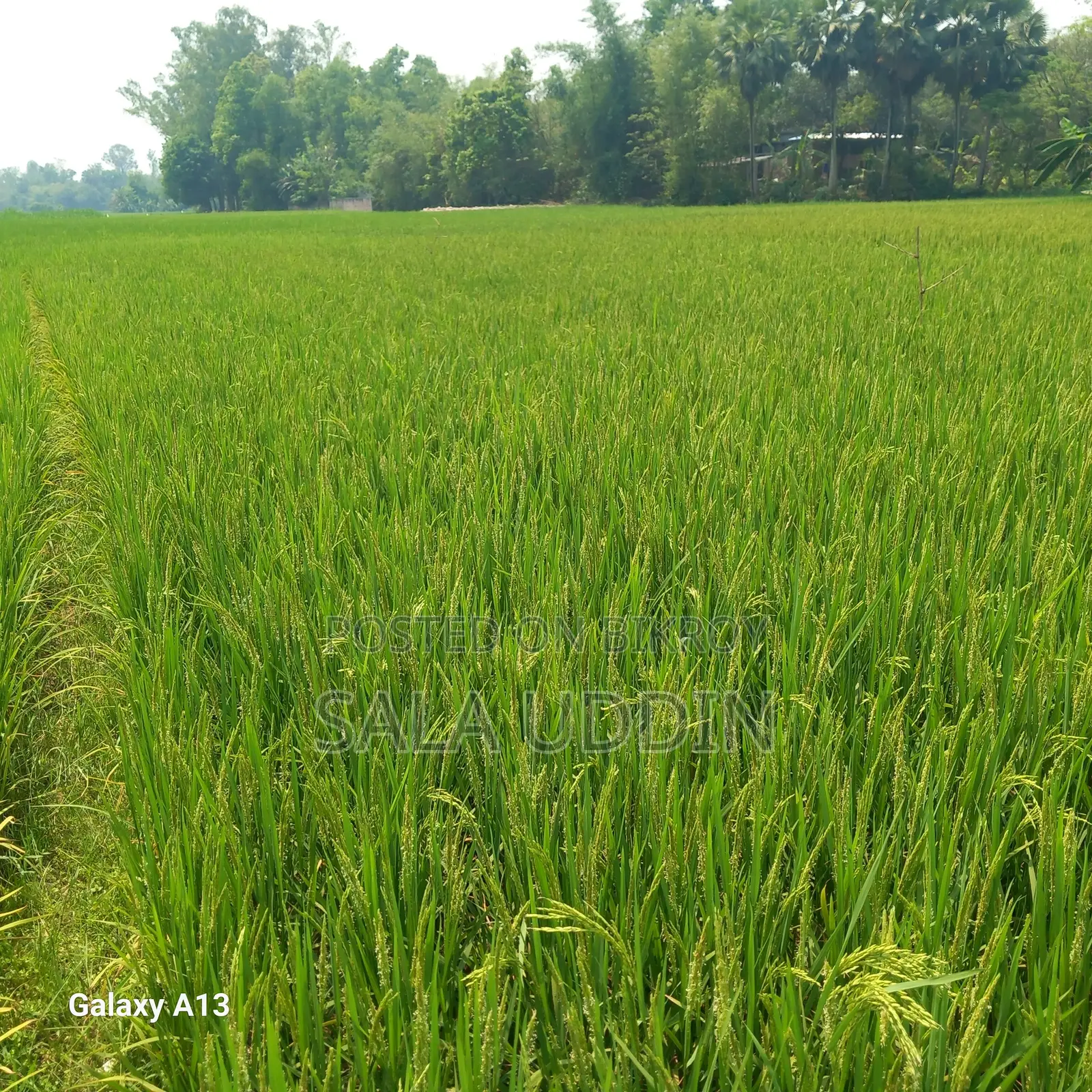 Land for Sale in Salna, Gazipur