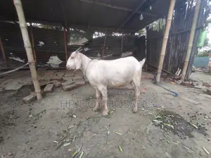 কোরবানি উপলক্ষে ছাগল বিক্রি করতে চাচ্ছি।