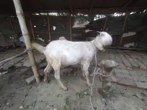 Selling a Goat for Qurbani