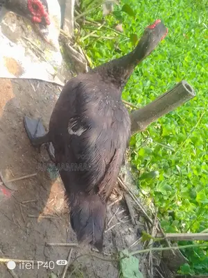 চিনা হাস