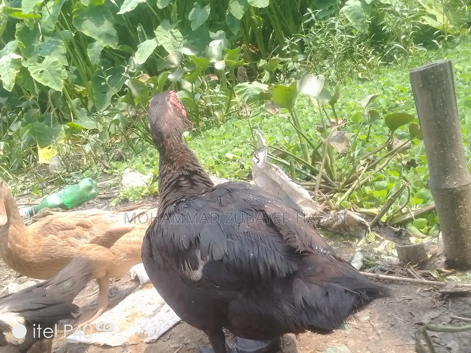 চিনা হাস