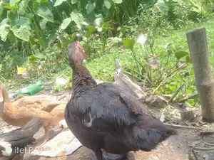 চিনা হাস