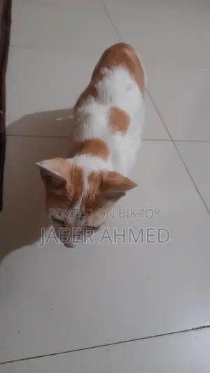 Cat for Adoption