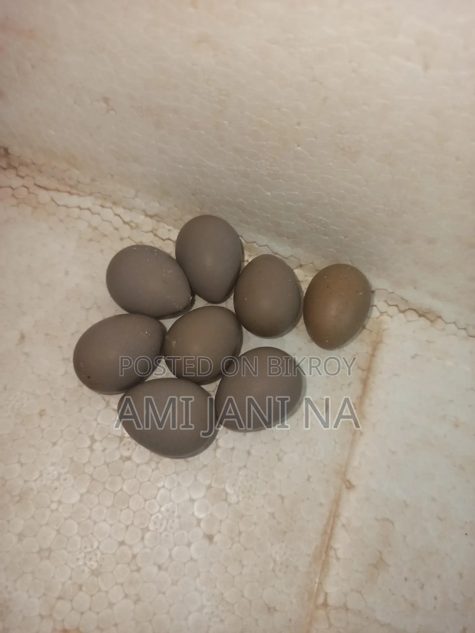 King Quail Hatching Eggs