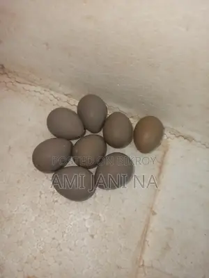 King Quail Hatching Eggs