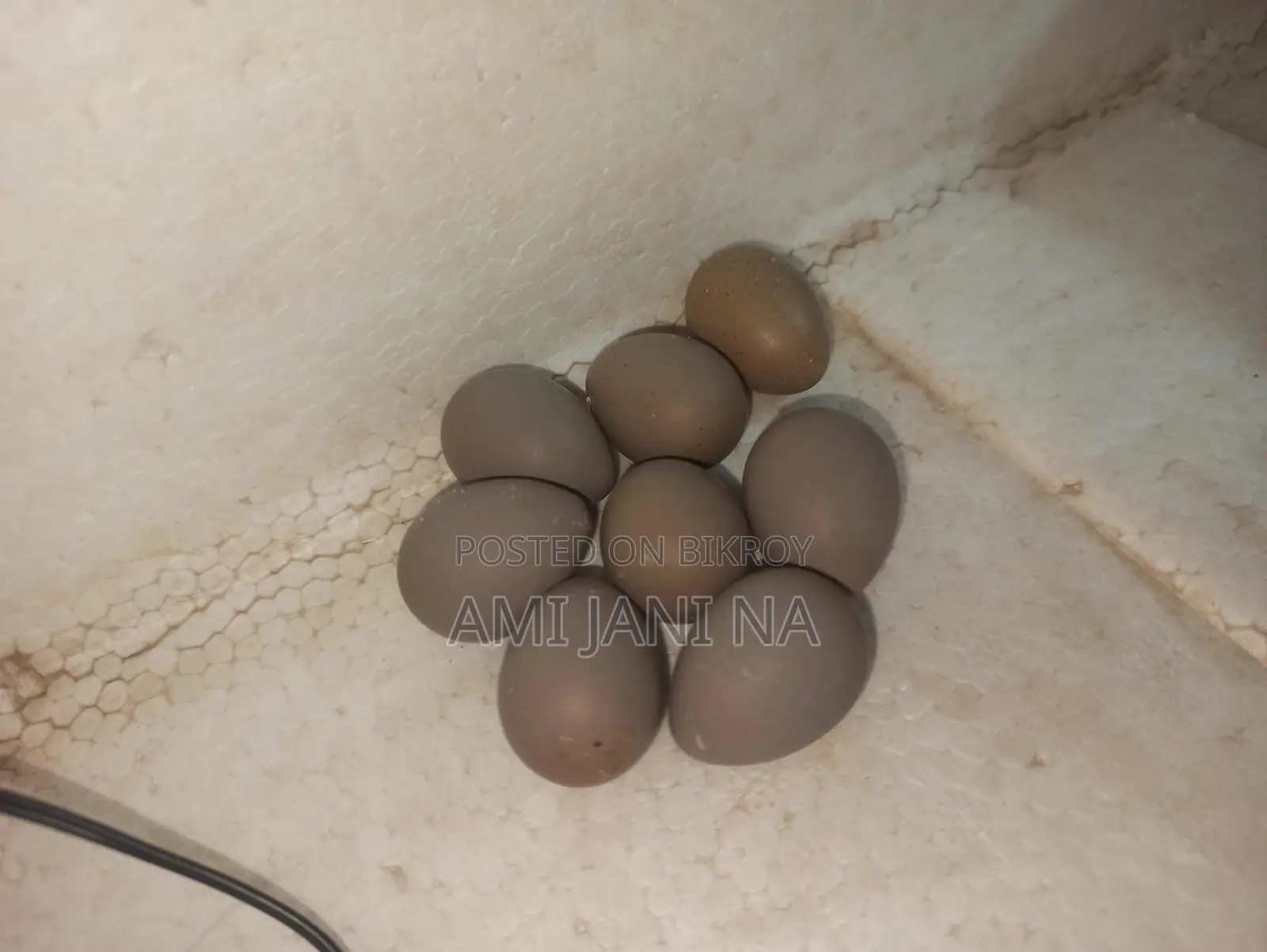 King Quail Hatching Eggs