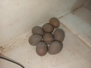 King Quail Hatching Eggs