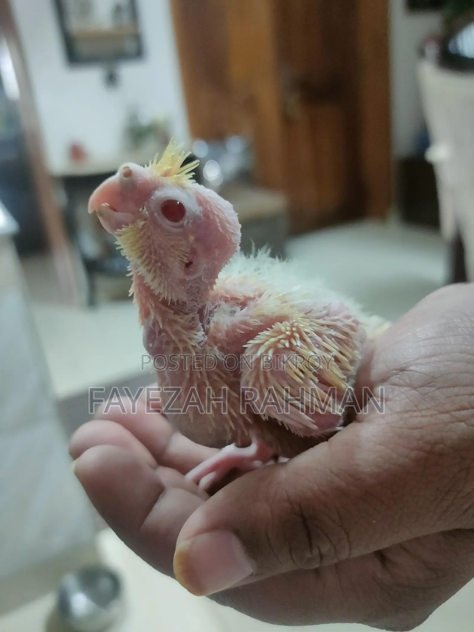 Tame Size Cockatiel Baby