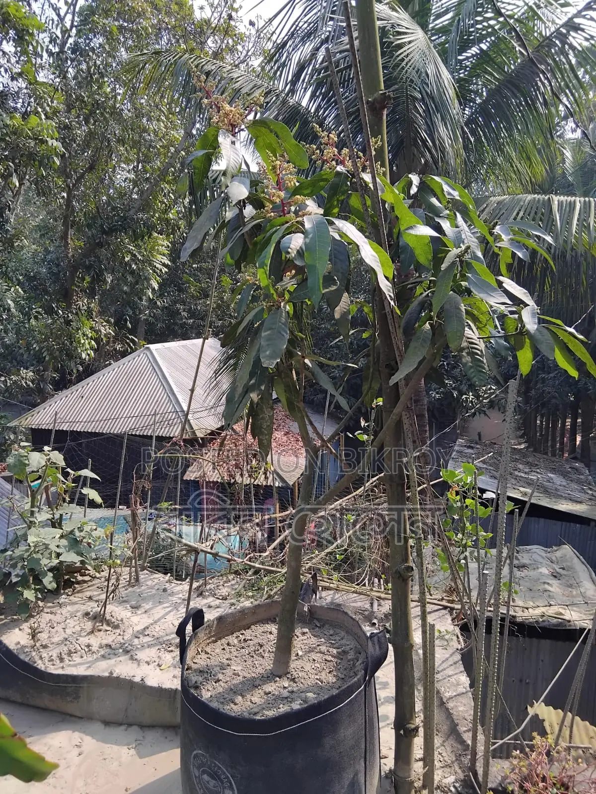 টব সহ ছাদ বাগানের জন্য ৩৬ মতো ফল ও ফুলের গাছ আছে সব গুলো একেবারে নিতেহবে