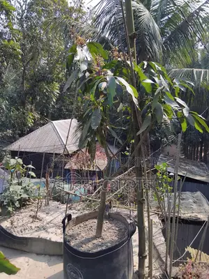 টব সহ ছাদ বাগানের জন্য ৩৬ মতো ফল ও ফুলের গাছ আছে সব গুলো একেবারে নিতেহবে