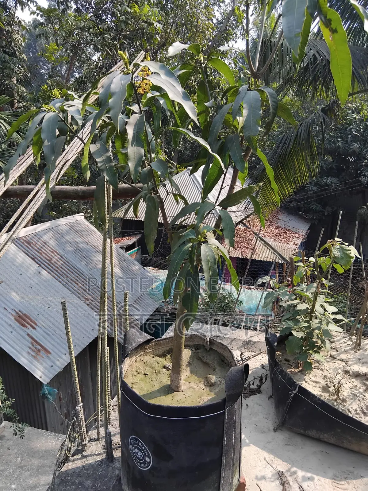 টব সহ ছাদ বাগানের জন্য ৩৬ মতো ফল ও ফুলের গাছ আছে সব গুলো একেবারে নিতেহবে