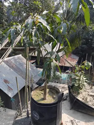 টব সহ ছাদ বাগানের জন্য ৩৬ মতো ফল ও ফুলের গাছ আছে সব গুলো একেবারে নিতেহবে
