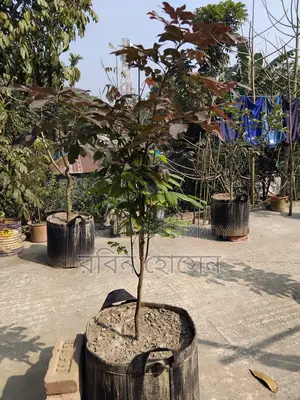 টব সহ ছাদ বাগানের জন্য ৩৬ মতো ফল ও ফুলের গাছ আছে সব গুলো একেবারে নিতেহবে