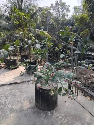 টব সহ ছাদ বাগানের জন্য ৩৬ মতো ফল ও ফুলের গাছ আছে সব গুলো একেবারে নিতেহবে