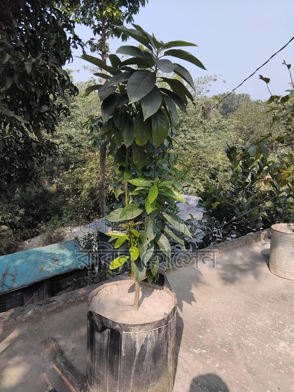 টব সহ ছাদ বাগানের জন্য ৩৬ মতো ফল ও ফুলের গাছ আছে সব গুলো একেবারে নিতেহবে