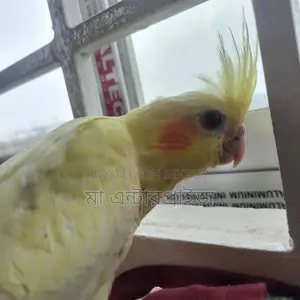 Latino Cockateel Baby