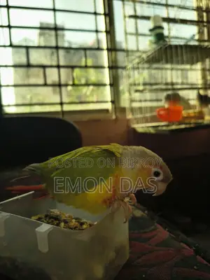 Pineapple Conure