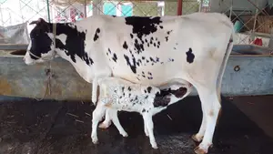১১৩৩ নং গাভী গরু কিনুন নিঃসন্ধেহে ।