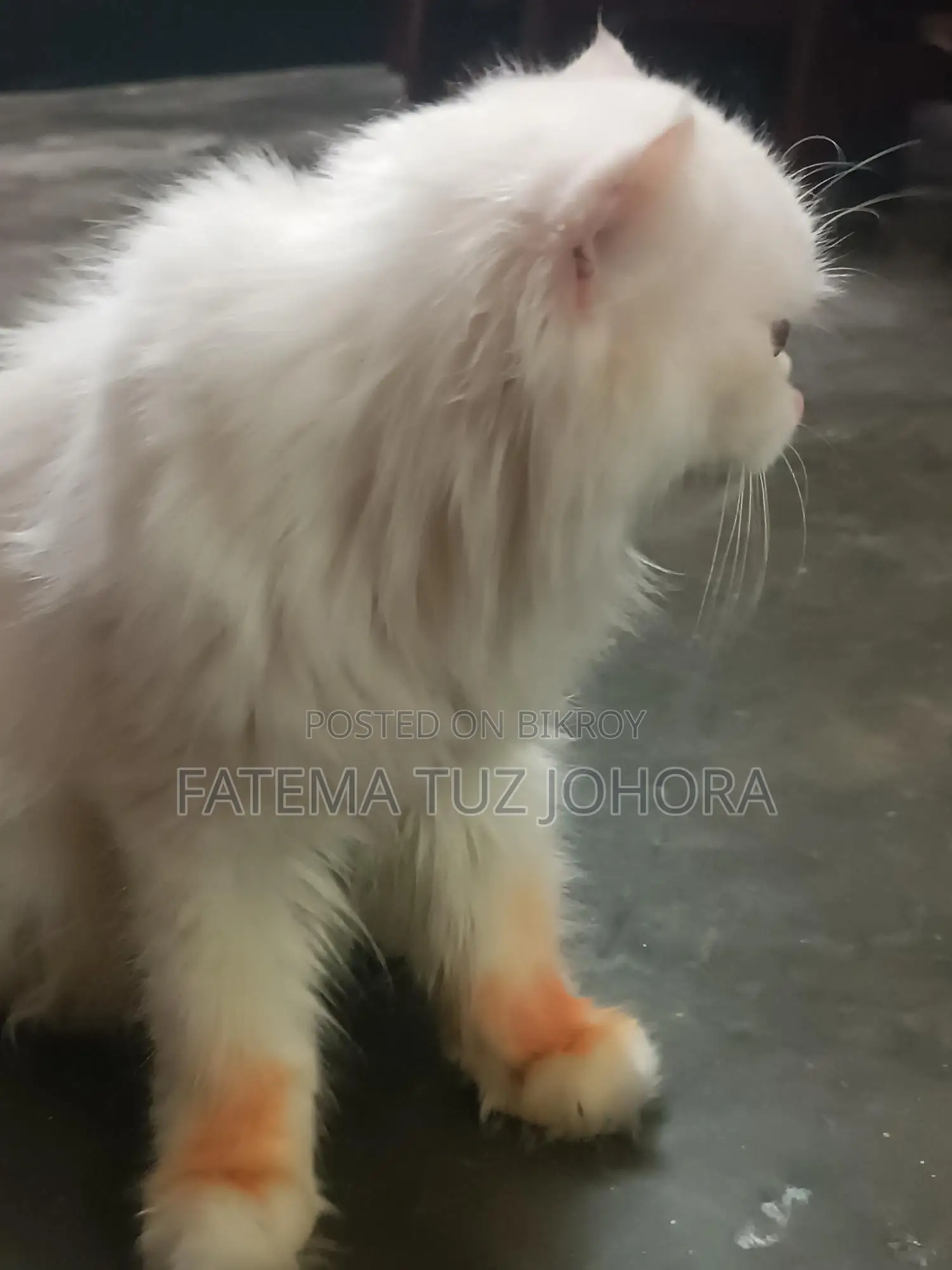 এক্সোটিক ব্লাড লাইন