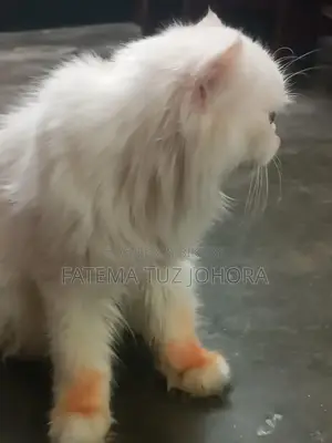 এক্সোটিক ব্লাড লাইন