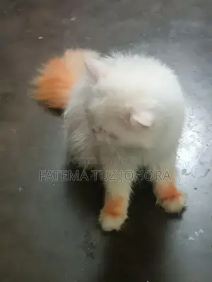 এক্সোটিক ব্লাড লাইন