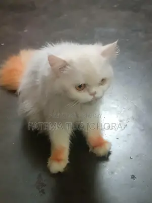 এক্সোটিক ব্লাড লাইন