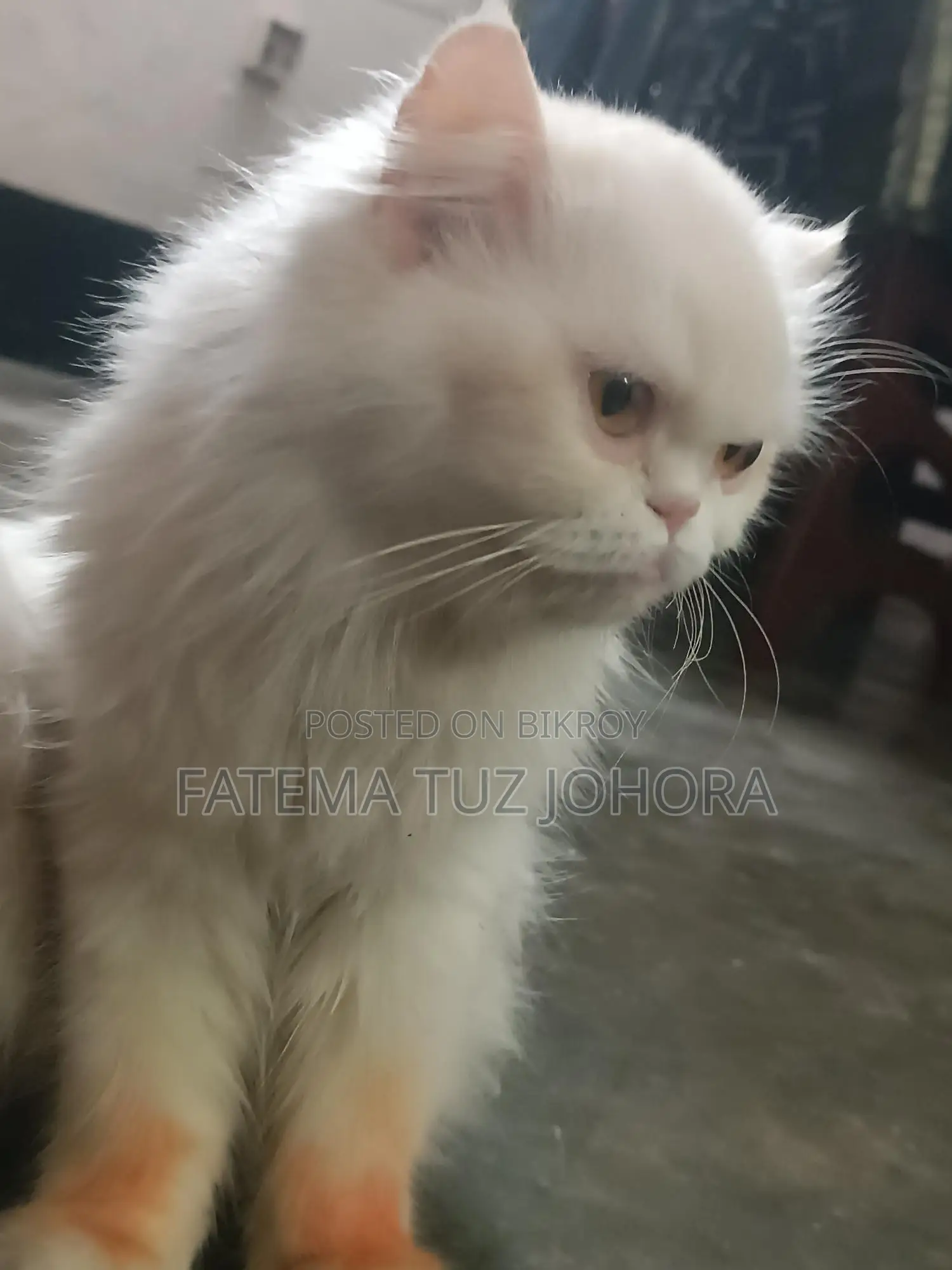 এক্সোটিক ব্লাড লাইন