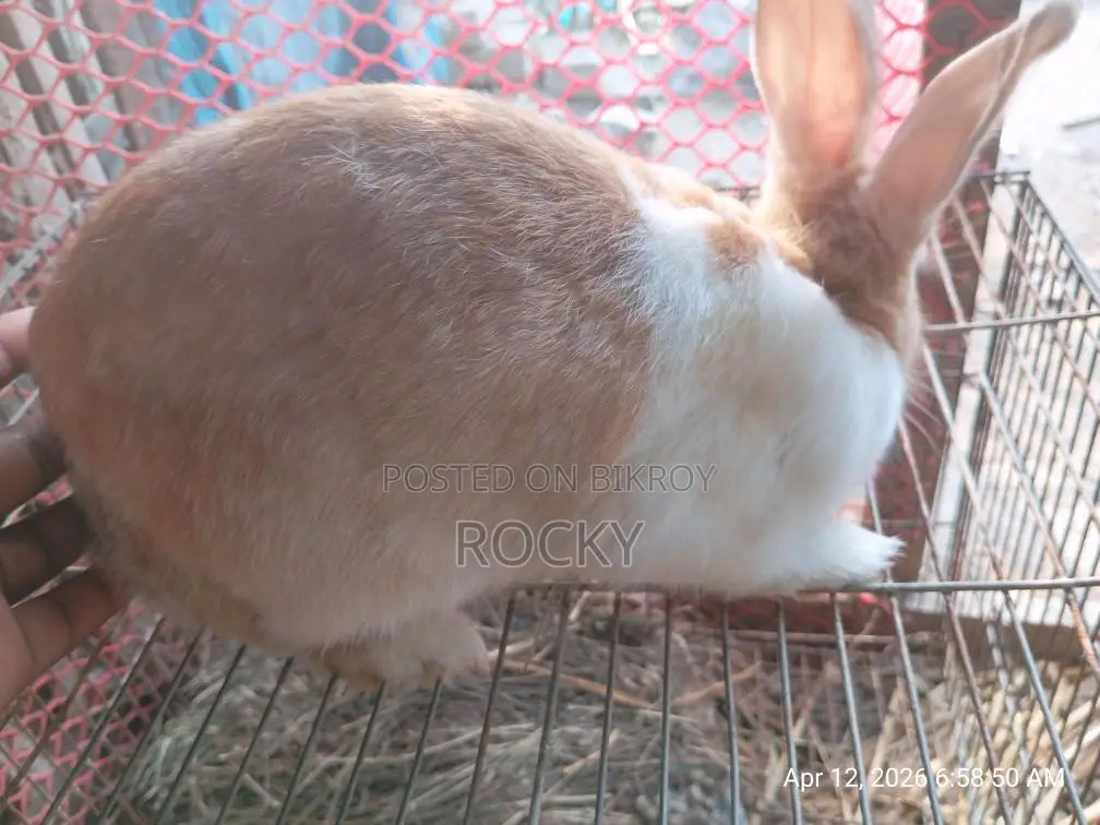 A Pregnant Rabbit
