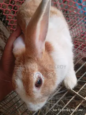 A Pregnant Rabbit