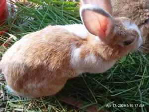 A Pregnant Rabbit