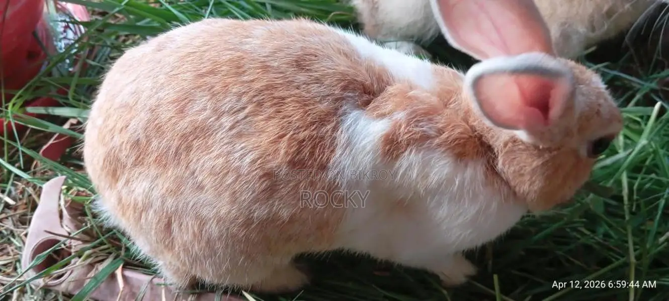 A Pregnant Rabbit