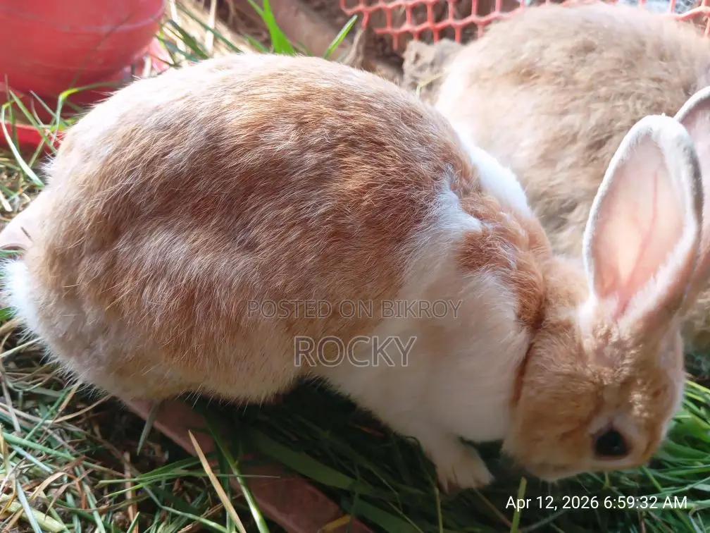 A Pregnant Rabbit