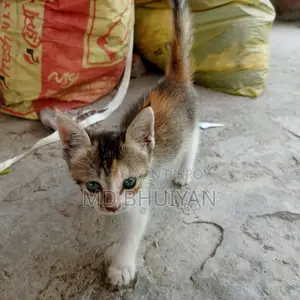 বিড়াল দত্তক দেওয়া হবে (২০ দিন বয়স)