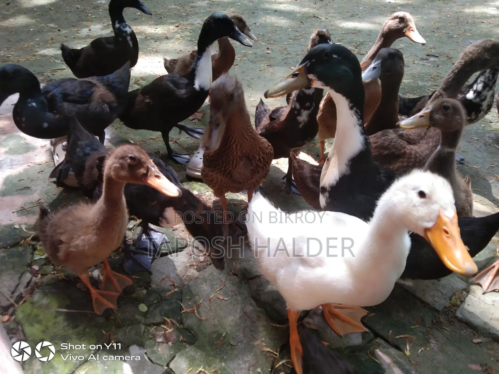 Ducks for Sale