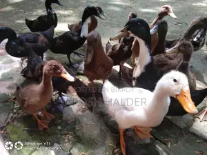 Ducks for Sale