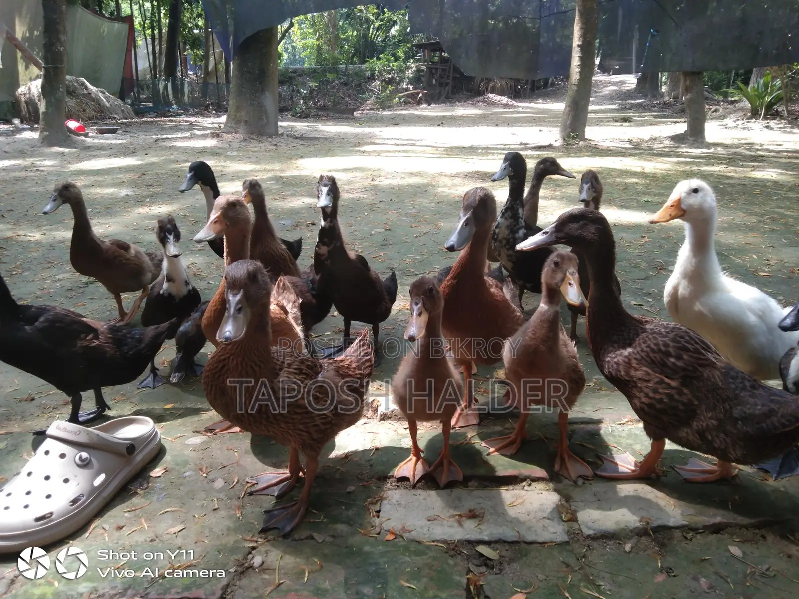 Ducks for Sale