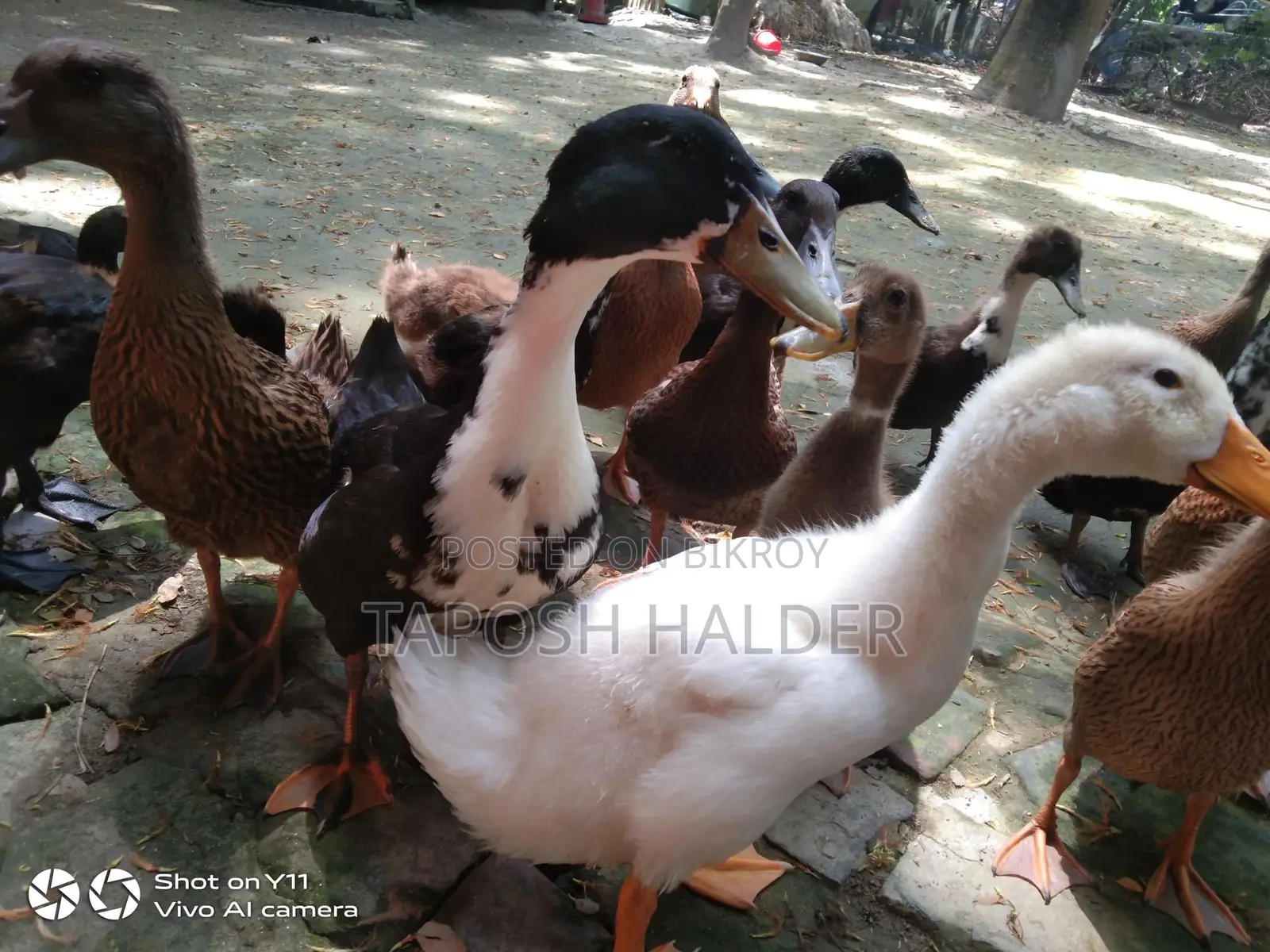 Ducks for Sale