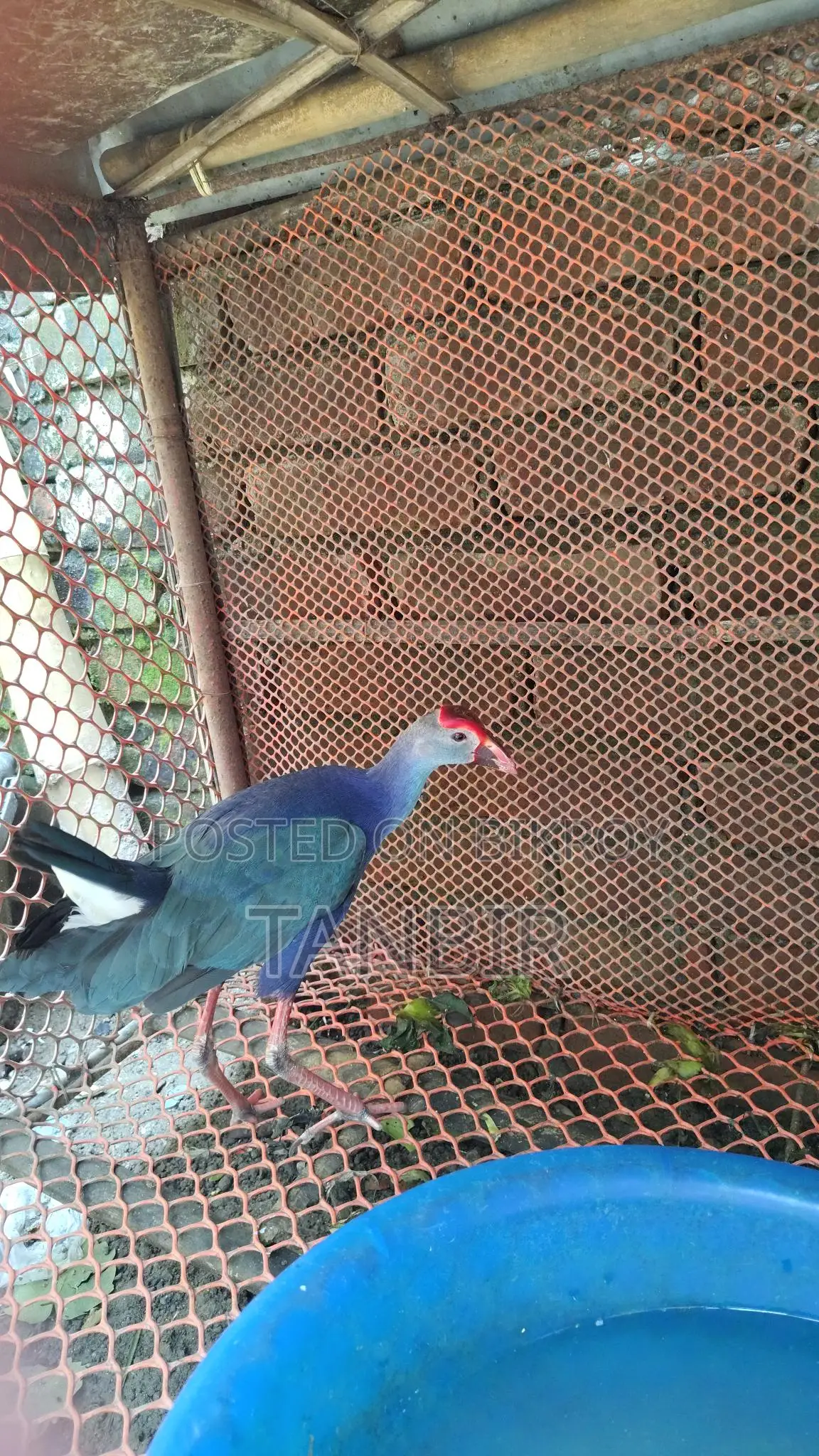 Caling Bird for Sale