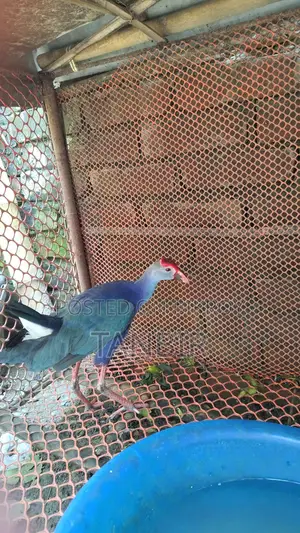 Caling Bird for Sale