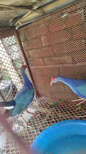Caling Bird for Sale