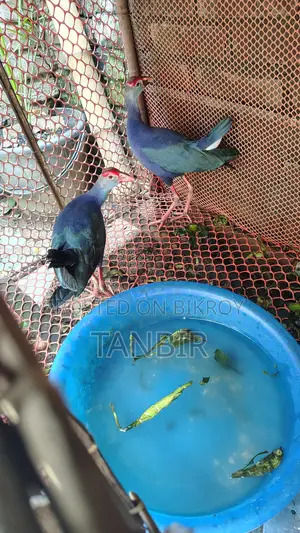 Caling Bird for Sale
