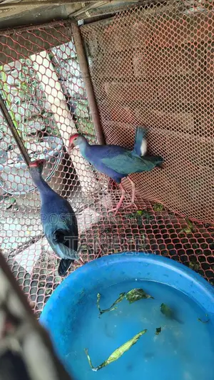 Caling Bird for Sale