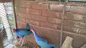 Caling Bird for Sale