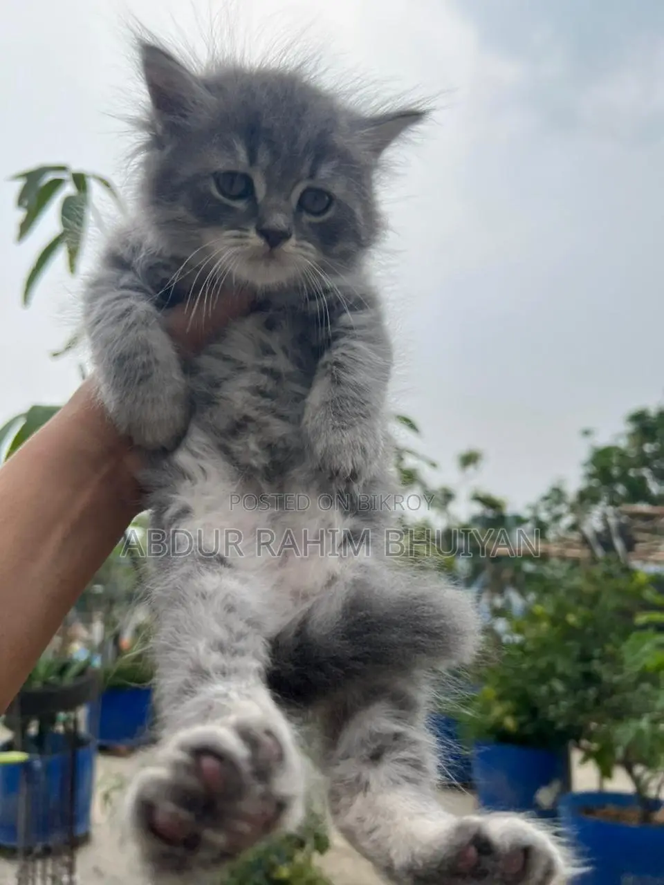 Persian Cat