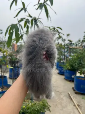 Persian Cat